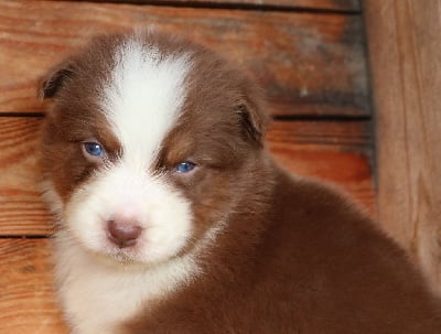 Les chiots de Berger Australien