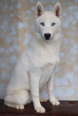 Les chiots de Siberian Husky