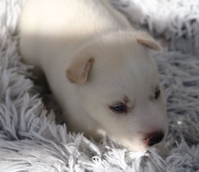 Verney (yeux bleus, éleveur/éducateur) - Siberian Husky