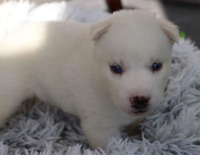 Les chiots de Siberian Husky