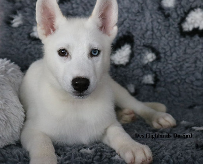 Les chiots de Siberian Husky