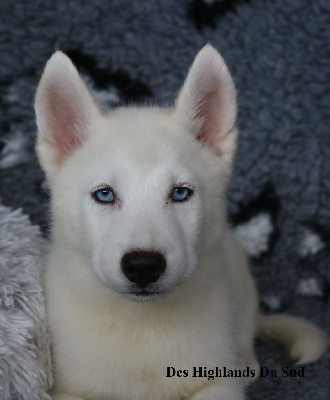 Les chiots de Siberian Husky