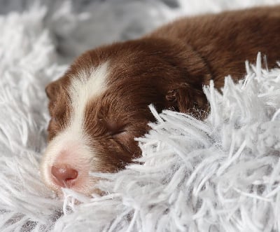 Les chiots de Berger Australien