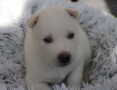 Les chiots de Siberian Husky