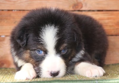 Les chiots de Berger Australien