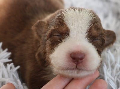 Les chiots de Berger Australien