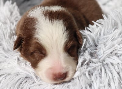 Les chiots de Berger Australien