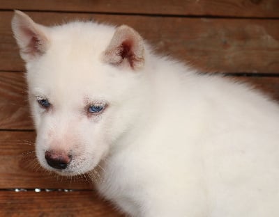 Les chiots de Siberian Husky