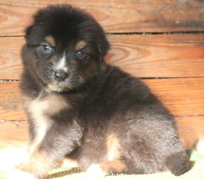 Les chiots de Berger Australien