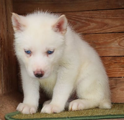 Les chiots de Siberian Husky