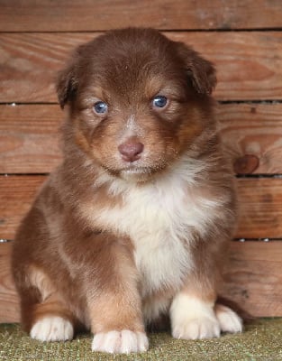 Les chiots de Berger Australien