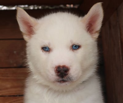 Les chiots de Siberian Husky