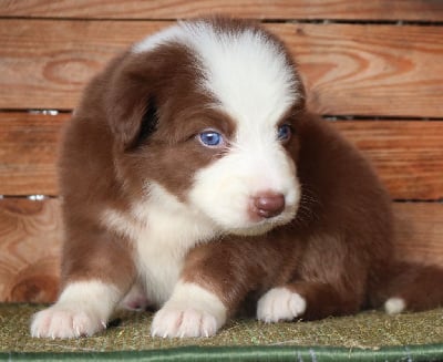 Les chiots de Berger Australien