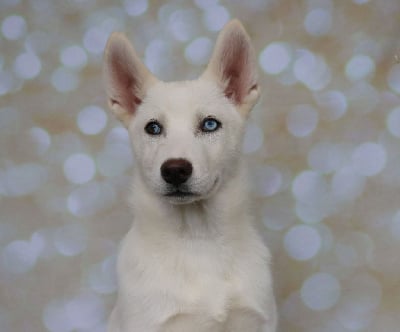 Les chiots de Siberian Husky