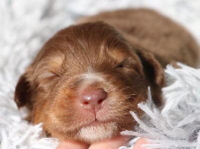 Les chiots de Berger Australien