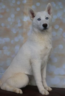 Les chiots de Siberian Husky