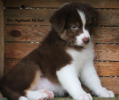 Les chiots de Berger Australien