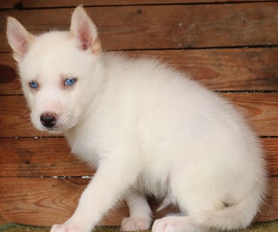 Les chiots de Siberian Husky