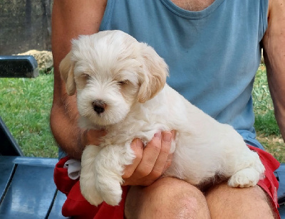 Les chiots de Terrier Tibetain