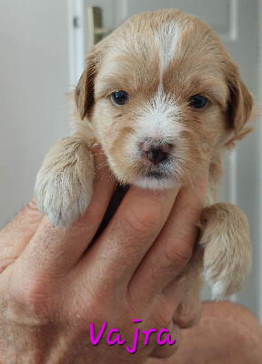 Les chiots de Terrier Tibetain