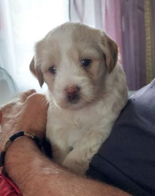 Les chiots de Terrier Tibetain