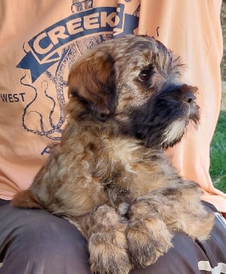 Les chiots de Terrier Tibetain