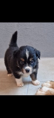 Les chiots de Berger Américain Miniature 