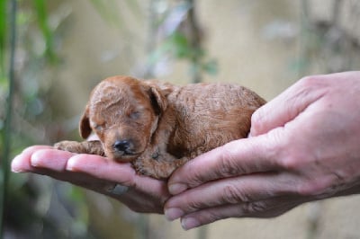 Les chiots de Caniche