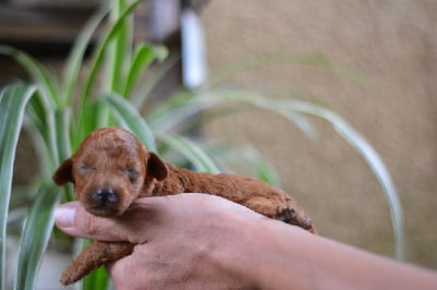 Les chiots de Caniche