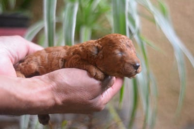 Les chiots de Caniche