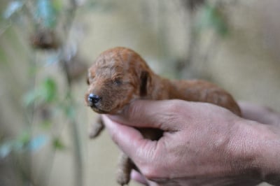 Les chiots de Caniche