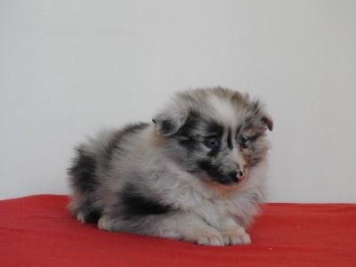 Les chiots de Shetland Sheepdog