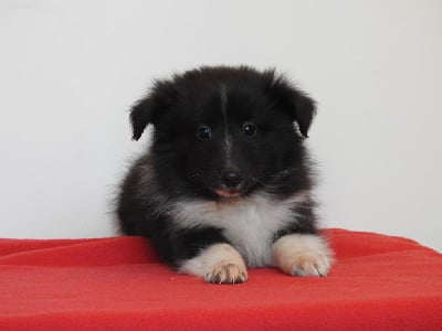 Les chiots de Shetland Sheepdog