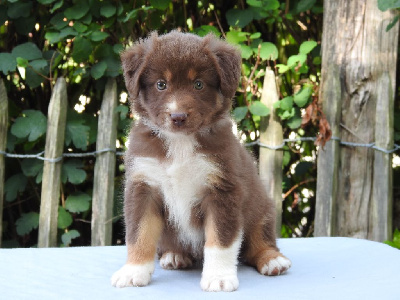 Les chiots de Berger Américain Miniature 