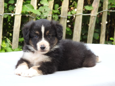 Les chiots de Berger Américain Miniature 