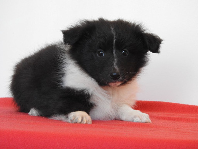 Les chiots de Shetland Sheepdog