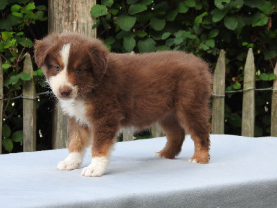 Les chiots de Berger Américain Miniature 