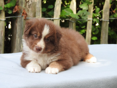 Les chiots de Berger Américain Miniature 