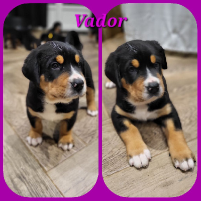 CHIOT - Grand bouvier suisse