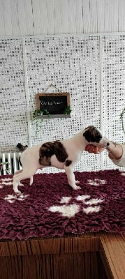 Les chiots de Whippet