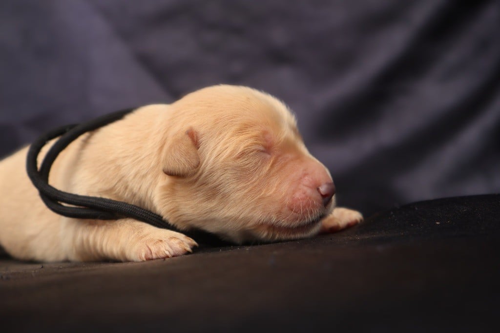 CHIOT - Golden Retriever