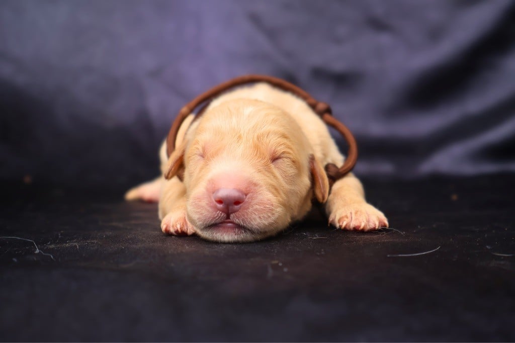 CHIOT - Golden Retriever