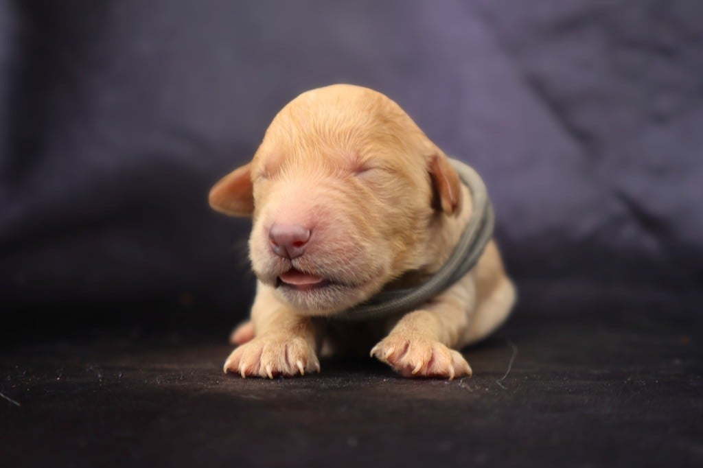 CHIOT - Golden Retriever