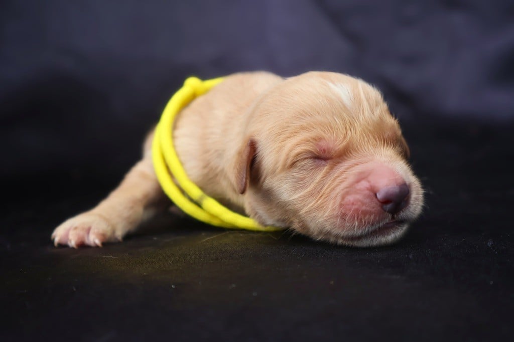 CHIOT - Golden Retriever