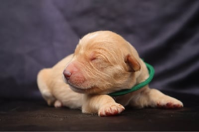 Les chiots de Golden Retriever