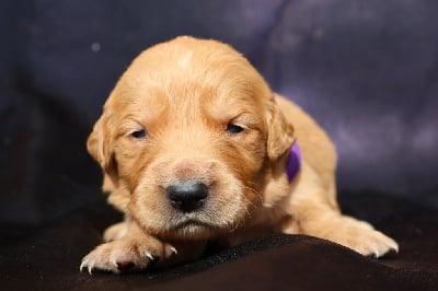 Les chiots de Golden Retriever