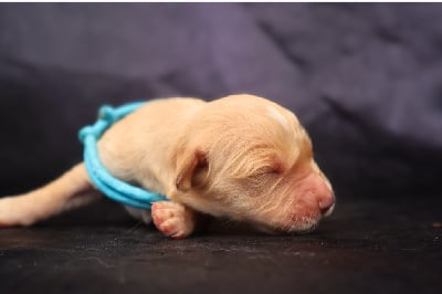 Les chiots de Golden Retriever