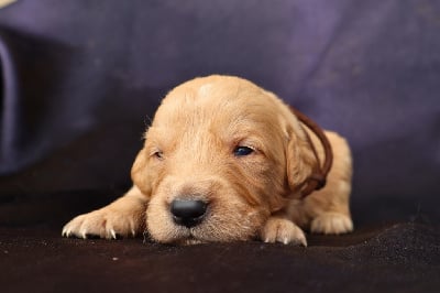 Les chiots de Golden Retriever