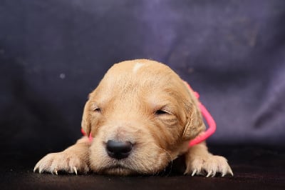 Les chiots de Golden Retriever