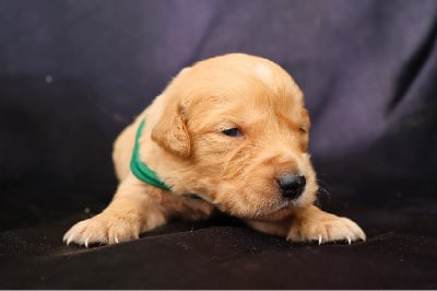 Les chiots de Golden Retriever